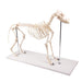 Dog Skeleton Olaf - life size EZ-VET1700 | Sim & Skills