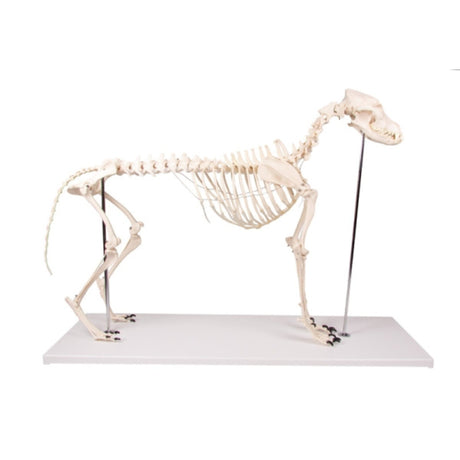 Dog Skeleton Olaf - life size EZ-VET1700 | Sim & Skills