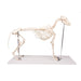 Dog Skeleton Olaf - life size EZ-VET1700 | Sim & Skills