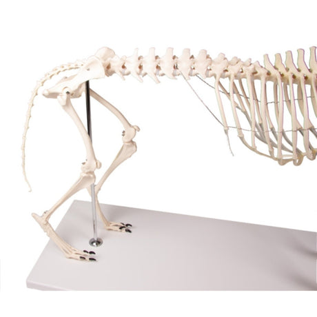 Dog Skeleton Olaf - life size EZ-VET1700 | Sim & Skills