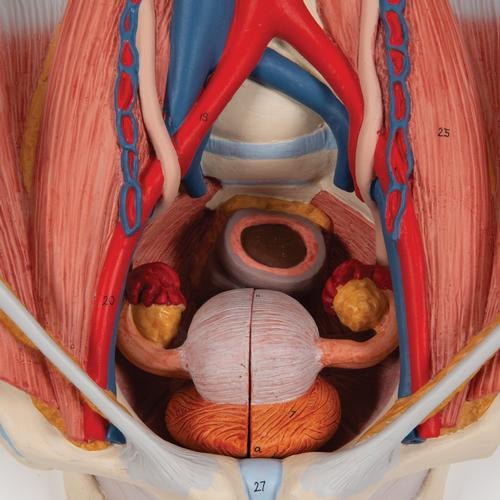 Dual Sex Urinary System Model, 6 part - 3B Smart Anatomy 1000317 | Sim & Skills