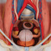 Dual Sex Urinary System Model, 6 part - 3B Smart Anatomy 1000317 | Sim & Skills