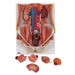 Dual Sex Urinary System Model, 6 part - 3B Smart Anatomy 1000317 | Sim & Skills