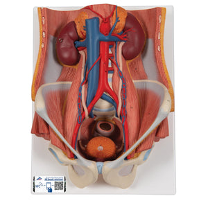 Dual Sex Urinary System Model, 6 part