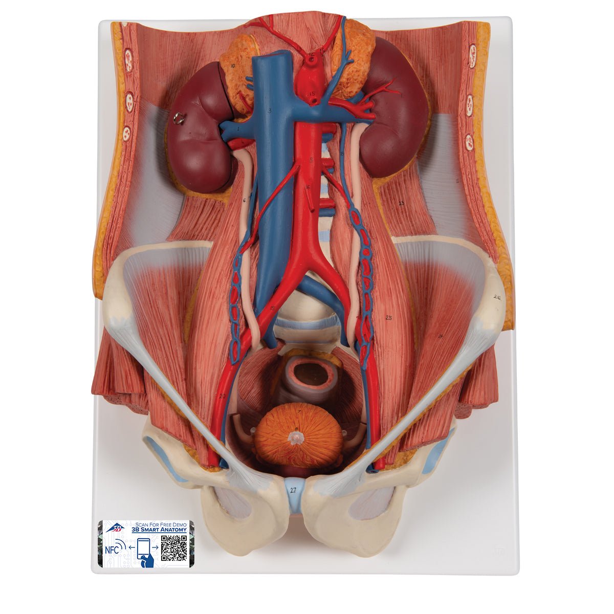 Dual Sex Urinary System Model, 6 part - 3B Smart Anatomy 1000317 | Sim & Skills