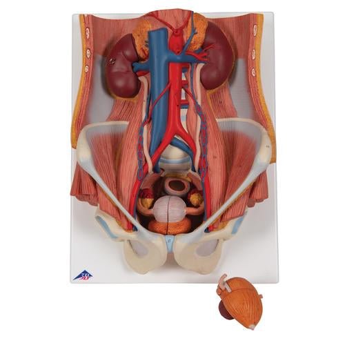 Dual Sex Urinary System Model, 6 part - 3B Smart Anatomy 1000317 | Sim & Skills