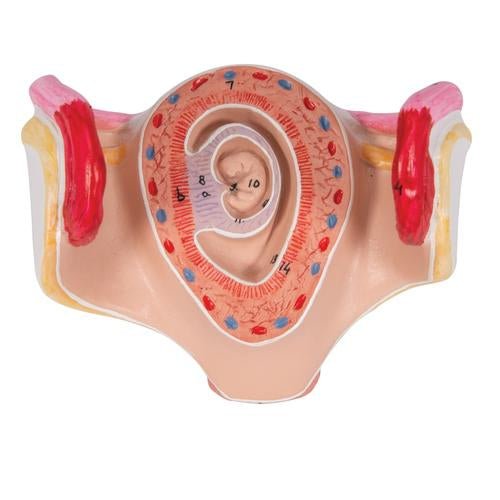 Embryo Model, 1st Month 1000322 | Sim & Skills