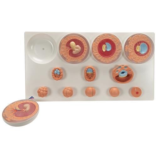 Embryonic Development Model in 12 Stages 1001257 | Sim & Skills