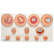 Embryonic Development Model in 12 Stages 1001257 | Sim & Skills