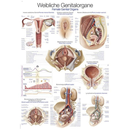 Female Genital Organs Chart - 70 x 100cm EZ-AL124 | Sim & Skills