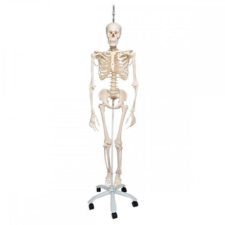 Flexible Human Skeleton Model on Hanging Stand - Phil 1020179 | Sim & Skills