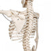 Flexible Human Skeleton Model on Hanging Stand - Phil 1020179 | Sim & Skills