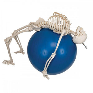 Flexible Human Skeleton Model on Hanging Stand - Phil