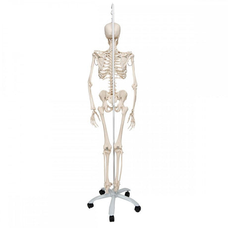 Flexible Human Skeleton Model on Hanging Stand - Phil 1020179 | Sim & Skills