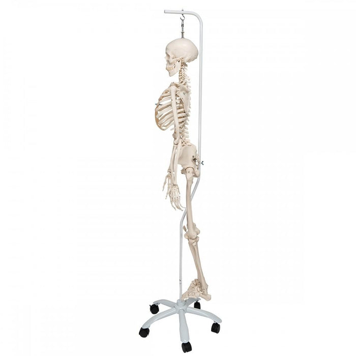 Flexible Human Skeleton Model on Hanging Stand - Phil 1020179 | Sim & Skills