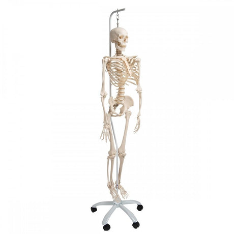 Flexible Human Skeleton Model on Hanging Stand - Phil 1020179 | Sim & Skills