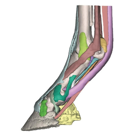 Foot of a horse - Model 3 EZ-VET4420 | Sim & Skills