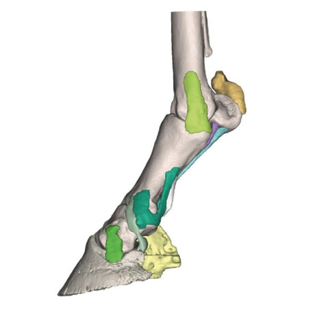 Foot of a horse - Model 4 EZ-VET4430 | Sim & Skills