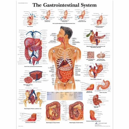 Gastrointestinal System Laminated Chart 1001542 | Sim & Skills