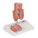Haemorrhoid Model - 3B Smart Anatomy 1000315 | Sim & Skills