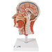 Half Head Model with Neck, Muscles, Blood Vessels & Nerve Branches 1000221 | Sim & Skills