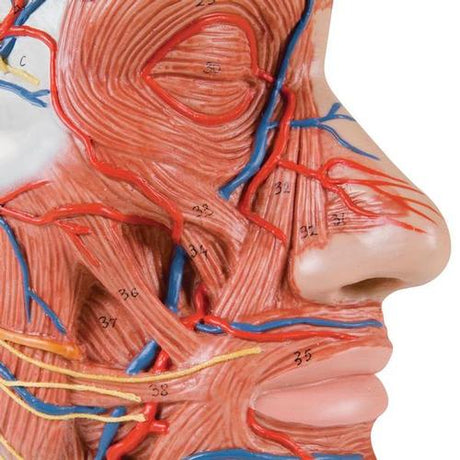 Half Head Model with Neck, Muscles, Blood Vessels & Nerve Branches 1000221 | Sim & Skills