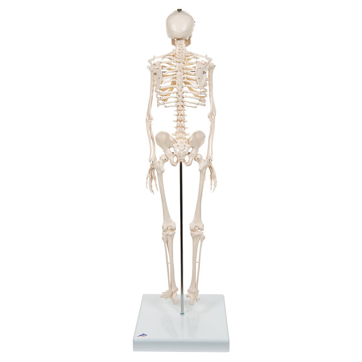 Half Size Human Skeleton Model 1000039 | Sim & Skills