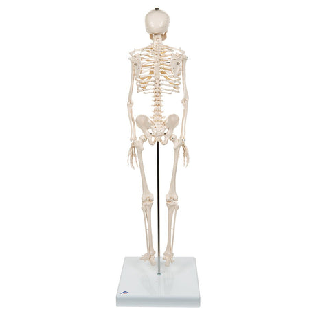 Half Size Human Skeleton Model 1000039 | Sim & Skills