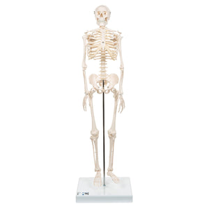 Half Size Human Skeleton Model