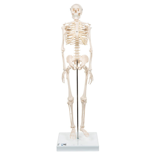 Half Size Human Skeleton Model 1000039 | Sim & Skills
