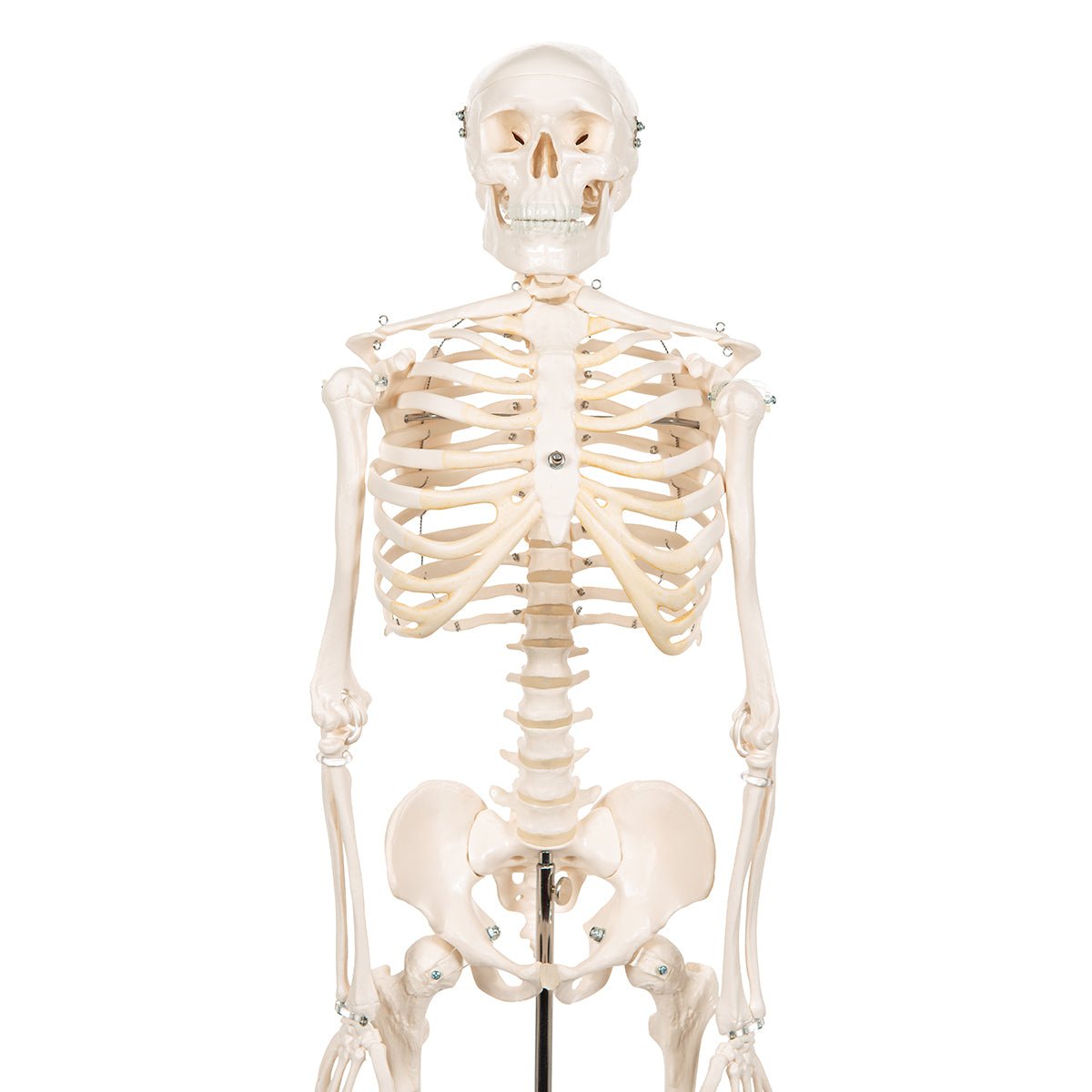 Half Size Human Skeleton Model 1000039 | Sim & Skills