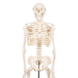 Half Size Human Skeleton Model 1000039 | Sim & Skills