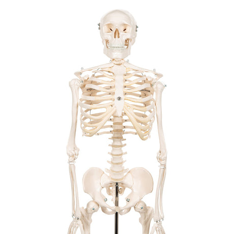 Half Size Human Skeleton Model 1000039 | Sim & Skills