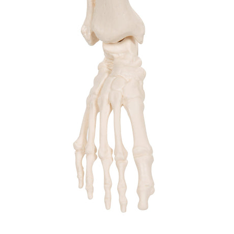 Half Size Human Skeleton Model 1000039 | Sim & Skills