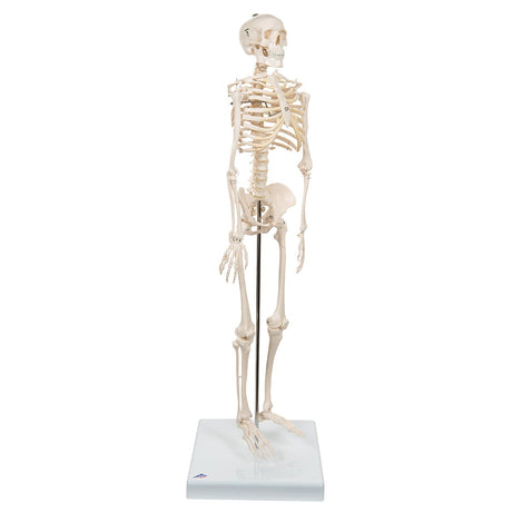 Half Size Human Skeleton Model 1000039 | Sim & Skills