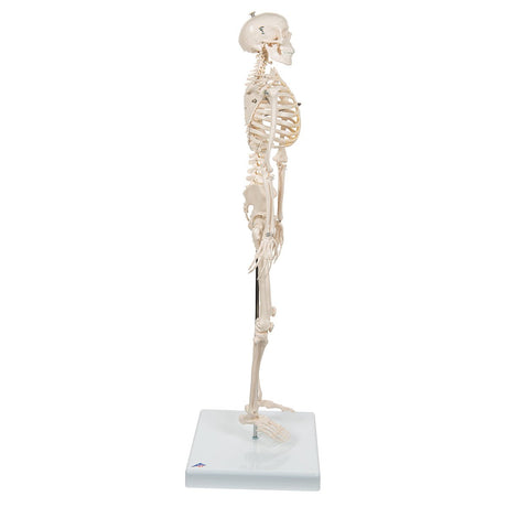 Half Size Human Skeleton Model 1000039 | Sim & Skills