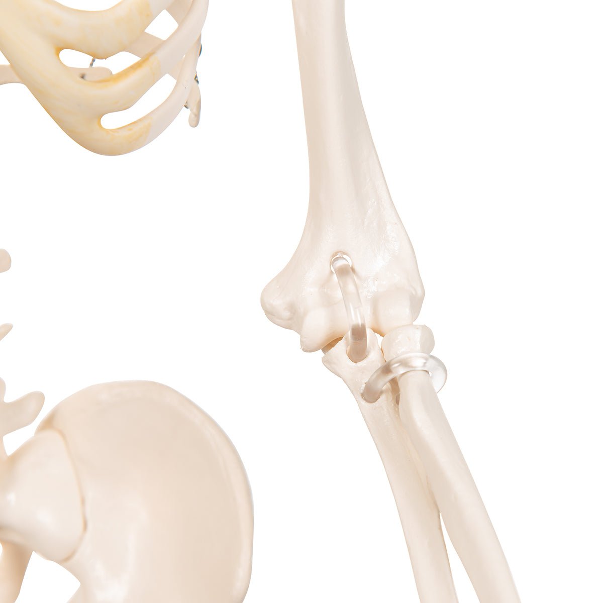 Half Size Human Skeleton Model 1000039 | Sim & Skills