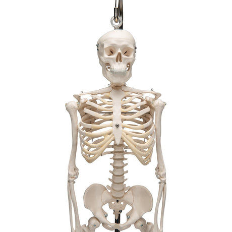 Half Size Human Skeleton Model 1000040 | Sim & Skills