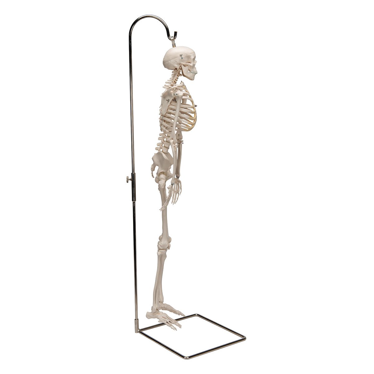 Half Size Human Skeleton Model 1000040 | Sim & Skills