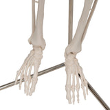 Half Size Human Skeleton Model 1000040 | Sim & Skills