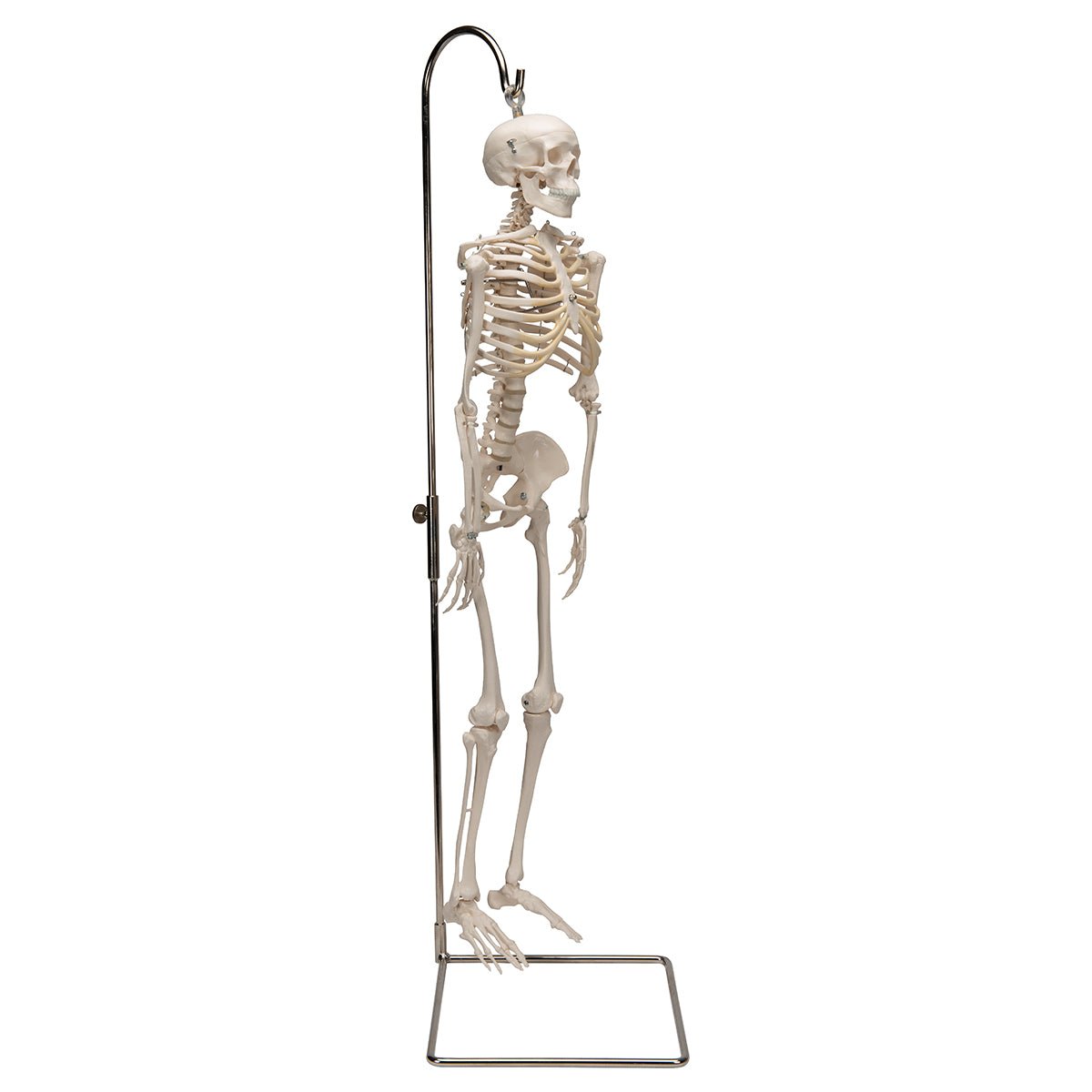 Half Size Human Skeleton Model 1000040 | Sim & Skills