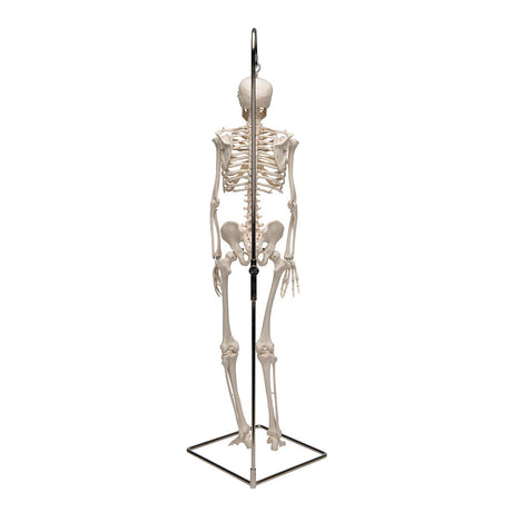 Half Size Human Skeleton Model 1000040 | Sim & Skills