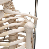 Half Size Human Skeleton Model 1000040 | Sim & Skills