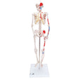 Half Size Human Skeleton Model with Painted Muscles 1000044 | Sim & Skills