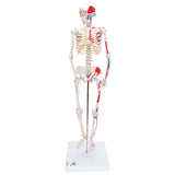 Half Size Human Skeleton Model with Painted Muscles 1000044 | Sim & Skills