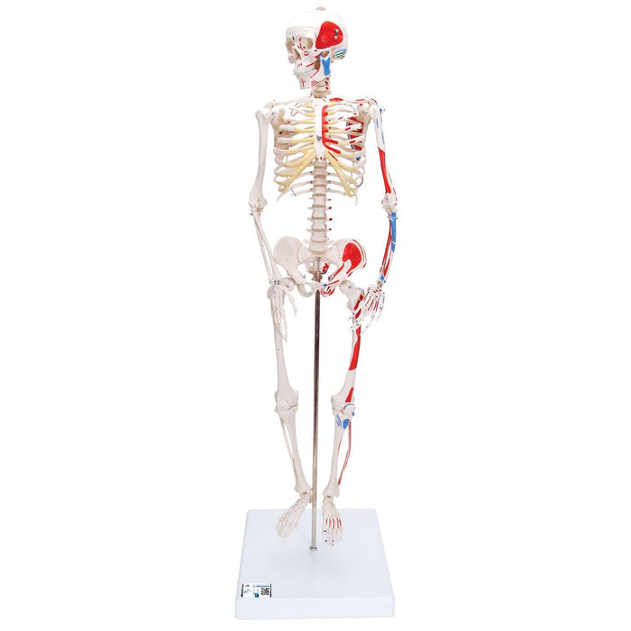 Half Size Human Skeleton Model with Painted Muscles 1000044 | Sim & Skills
