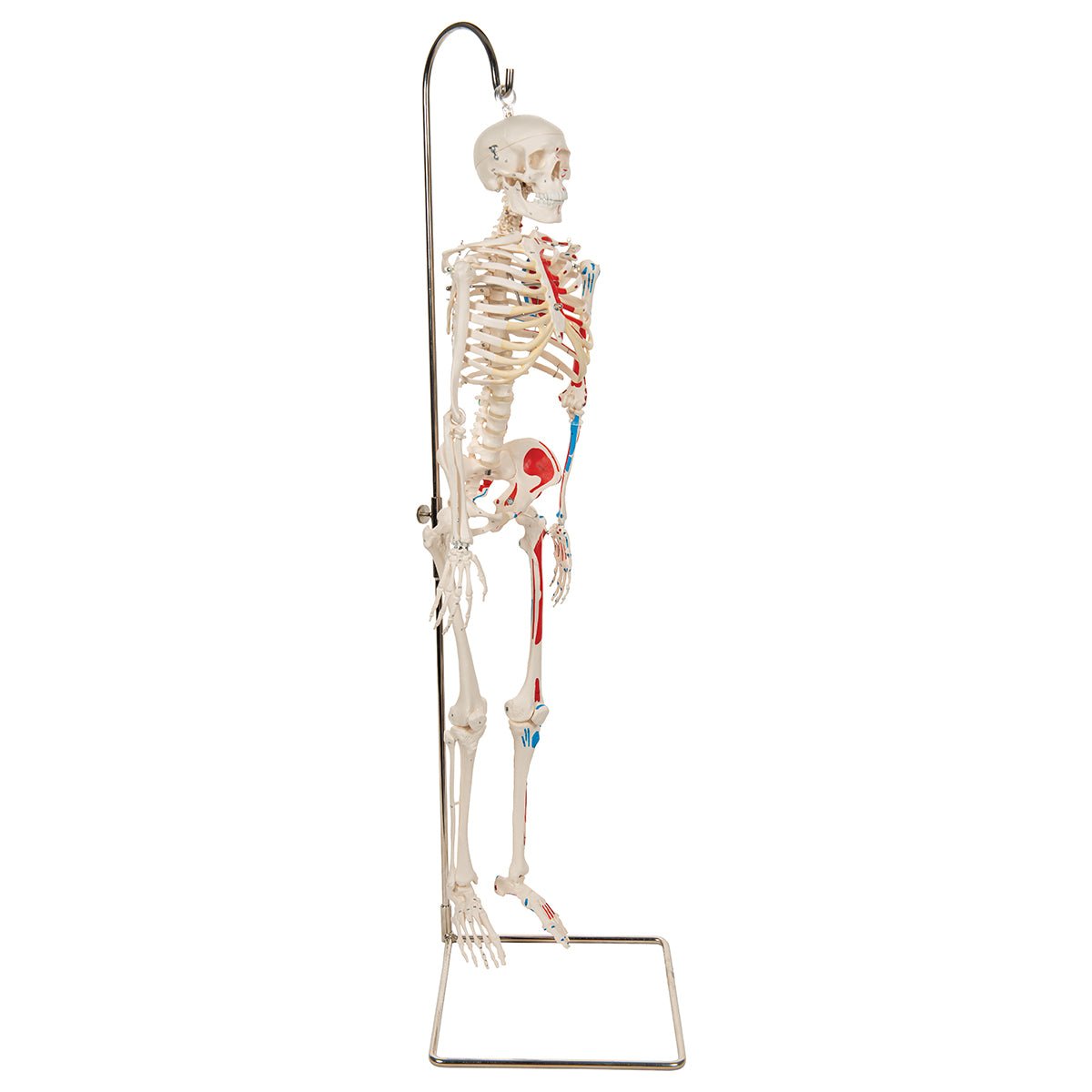 Half Size Human Skeleton Model with Painted Muscles 1000045 | Sim & Skills