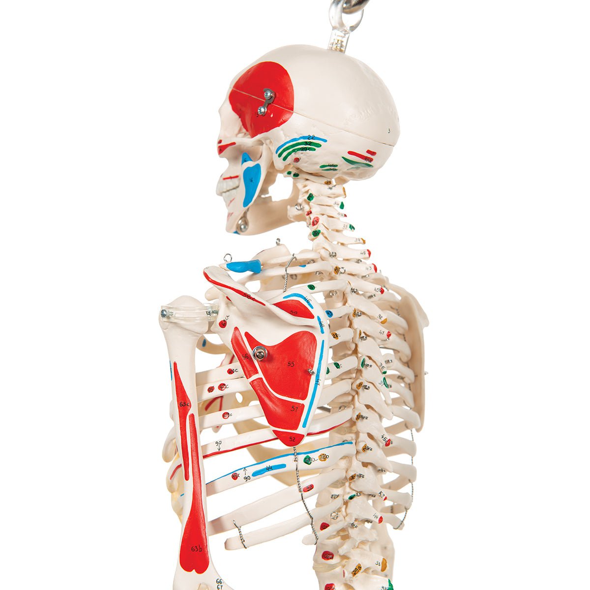 Half Size Human Skeleton Model with Painted Muscles 1000045 | Sim & Skills