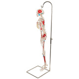 Half Size Human Skeleton Model with Painted Muscles 1000045 | Sim & Skills