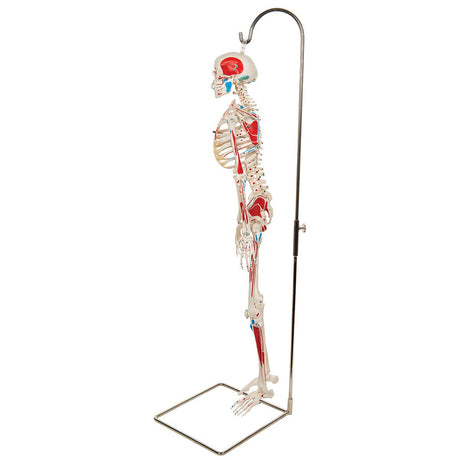 Half Size Human Skeleton Model with Painted Muscles 1000045 | Sim & Skills